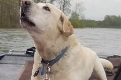 Major-boat-barking